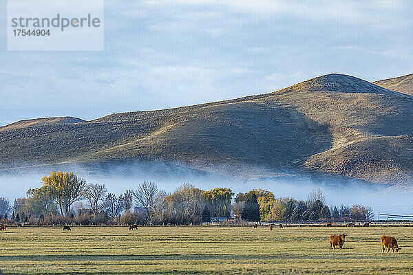 USA  Idaho  Bellevue  Kühe grasen auf einem Feld  das im Herbst mit Morgennebel bedeckt ist