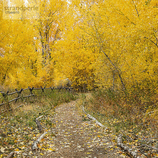 USA  Idaho  Bellevue  Fußweg und gelbe Herbstbäume