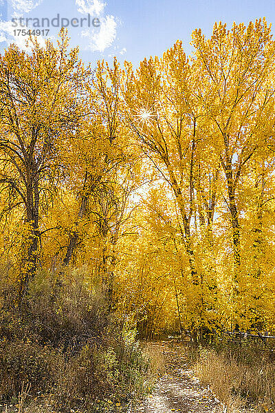 USA  Idaho  Bellevue  gelbe Bäume im Herbstwald
