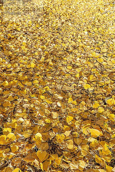 Gelbe Herbstblätter auf dem Boden