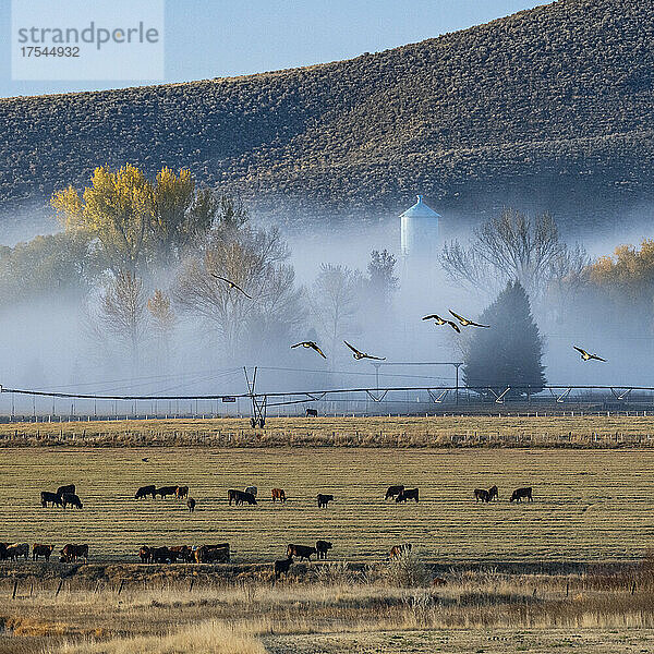 USA  Idaho  Bellevue  Kühe grasen auf einem Feld  das im Herbst mit Morgennebel bedeckt ist