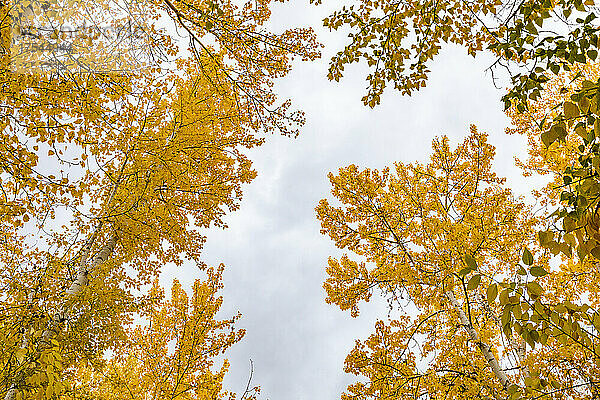 Tiefansicht der gelben Herbstbäume vor dem Himmel