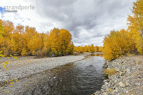 USA  Idaho  Bellevue  Big Wood River und gelbe Herbstbäume