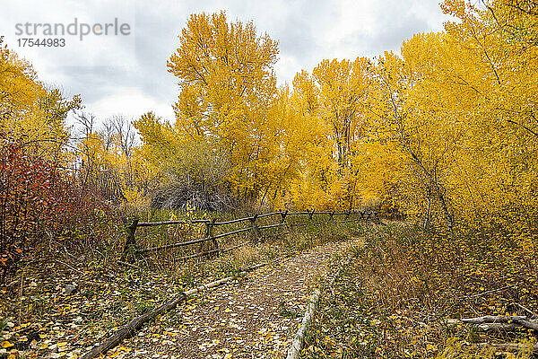 USA  Idaho  Bellevue  Fußweg und gelbe Herbstbäume