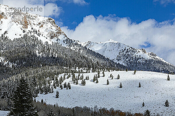 USA  Idaho  Ketchum  Berglandschaft und Wald im Winter