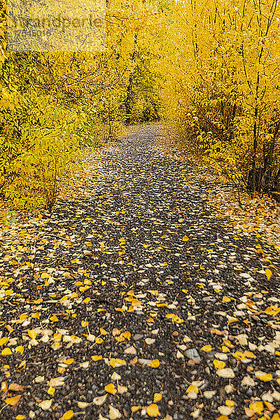 USA  Idaho  Bellevue  Fußweg durch gelbes Herbstlaub