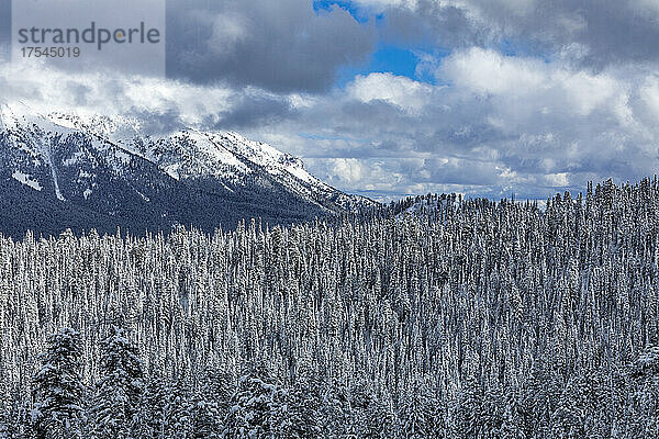 USA  Idaho  Ketchum  Berglandschaft und Wald im Winter