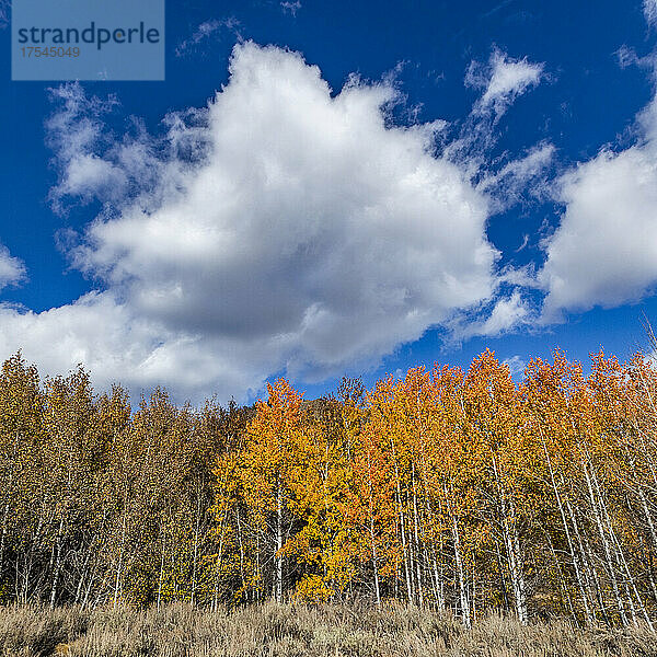 USA  Idaho  Ketchum  gelbe Bäume im Herbst