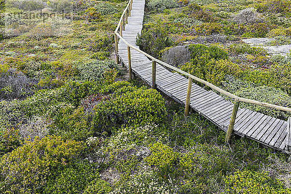 Südafrika  Westkap  Holzbrücke im Naturschutzgebiet Lekkerwater