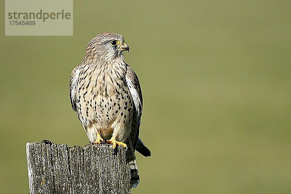 Turmfalke (Falco tinnunculus)  Weibchen  Dinslaken  Niederrhein  Nordrhein-Westfalen  Deutschland  Europa
