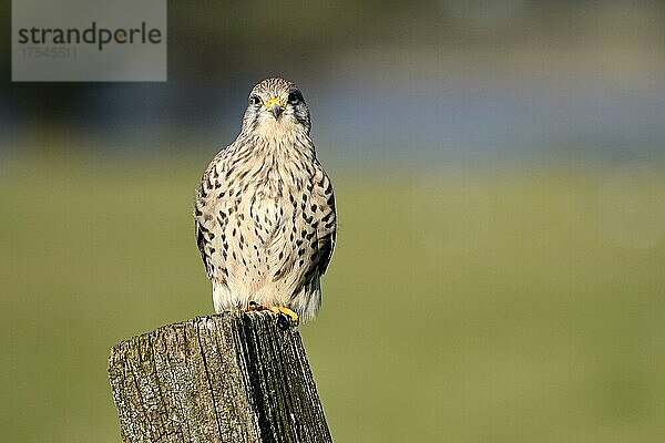 Turmfalke (Falco tinnunculus)  Weibchen  Dinslaken  Niederrhein  Nordrhein-Westfalen  Deutschland  Europa