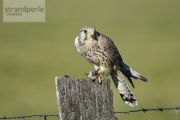 Turmfalke (Falco tinnunculus)  Weibchen  mit Beute  Dinslaken  Niederrhein  Nordrhein-Westfalen  Deutschland  Europa