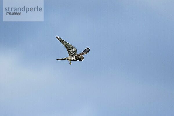 Turmfalke (Falco tinnunculus) im Flug mit erbeutetem Insekt  Département Haut-Rhin  Elsass  Frankreich  Europa