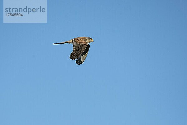 Turmfalke (Falco tinnunculus) Männchen im Flug  Flügelabschlag  Département Haut-Rhin  Elsass  Frankreich  Europa