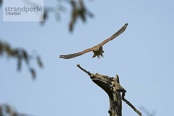 Turmfalke (Falco tinnunculus) fliegt von Tothlzwarte ab  Département Haut-Rhin  Elsass  Frankreich  Europa