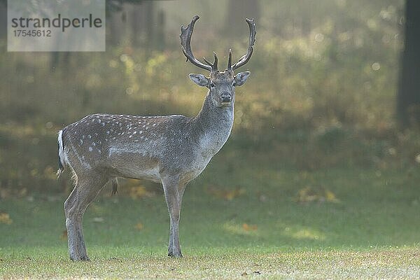 Damhirsch (Dama dama)  Niedersachsen  Deutschland  Europa