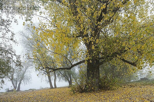 Bäume im Herbst am Kölner Rheinufer  Nebel  Köln  Nordrhein-Westfalen  Deutschland  Europa
