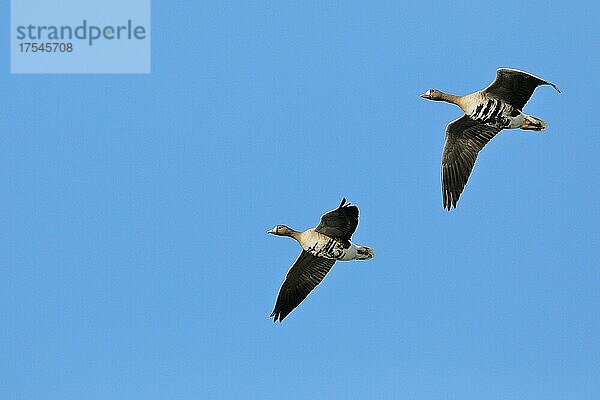 Blässgänse (Anser albifrons)  im Flug  Niederrhein  Bieslicher Insel  Nordrhein-Westfalen  Deutschland  Europa