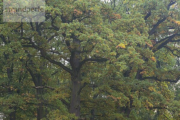 Eichenwald  Eiche (Quercus robur)  Niedersachsen  Deutschland  Europa