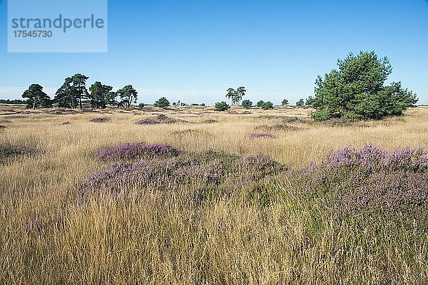 trockene Landschaft  karge Heidelandschaft  Nationalpark De Hoge Veluve  Provinz Gelderland  Niederlande  Europa