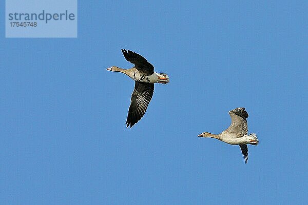 Blässgänse (Anser albifrons)  im Flug  Tierpaar  Niederrhein  Bieslicher Insel  Nordrhein-Westfalen  Deutschland  Europa