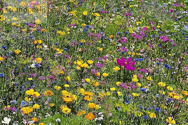 Blumenwiese für Insekten  bei Staufen im Breisgau  Markgräflerland  Schwarzwald  Baden-Württemberg  Deutschland  Europa