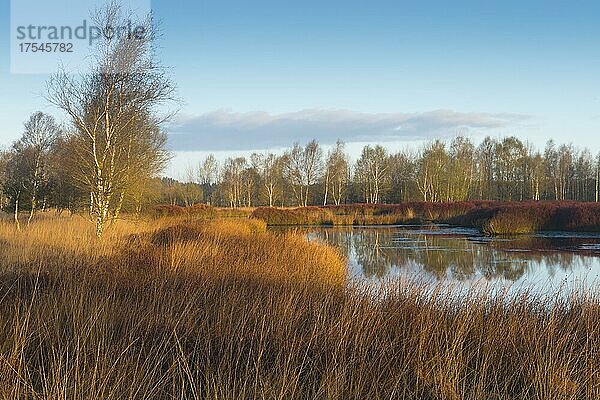 Gagel (Myrica gale) im Moor  Emsland  Niedersachsen  Deutschland  Europa