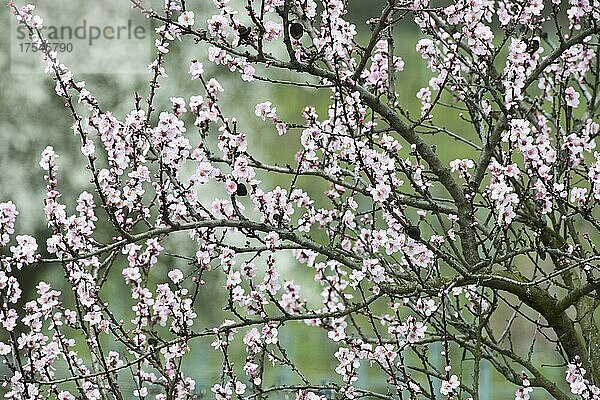 Blühender Mandelbaum (Prunus dulcis)  Rheinland-Pfalz  Deutschland  Europa