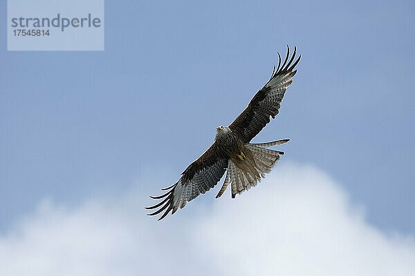 Rotmilan (Milvus milvus) bei Flugmanöver  Jura  Baselland  Schweiz  Europa