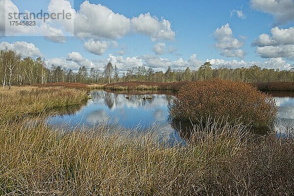 Gagel (Myrica gale) im Moor  Emsland  Niedersachsen  Deutschland  Europa