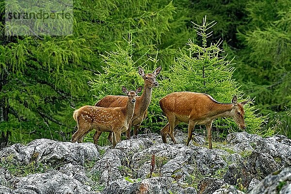 Hirschkühe (Cervus elaphus) mit Kalb  im Frühsommer  hinten Bergwald  Steiermark  Österreich  Europa