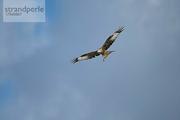 Rotmilan (Milvus milvus) Adultvogel kreist am Wolkenhimmel  Jura  Baselland  Schweiz  Europa