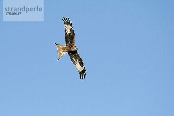 Rotmilan (Milvus milvus) adulter Vogel im Flug  Jura  Baselland  Schweiz  Europa