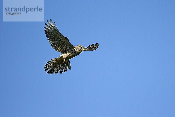 Turmfalke (Falco tinnunculus)  Weibchen im Flug  rüttelnd  jagend  Dinslaken  Niederrhein  Nordrhein-Westfalen  Deutschland  Europa