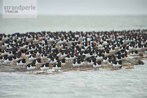 Austernfischer (Haematopus ostralegus) am Strand  Langeoog  Niedersachsen  Deutschland  Europa