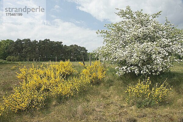 Besenginster (Cytisus scoparius)  Emsland  Niedersachsen  Deutschland  Europa