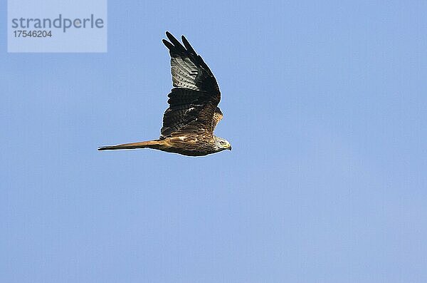 Rotmilan (Milvus milvus) fliegt im Moment des Flügelaufschlags  Jura  Baselland  Schweiz  Europa