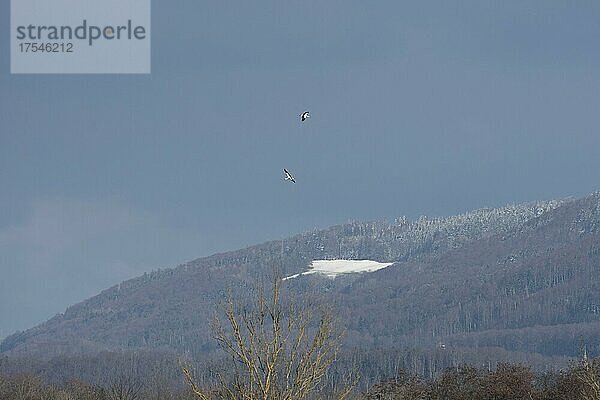 Weißstorch (Ciconia ciconia)  Paar im Flug  Schnee  Jura  Département Haut-Rhin  Elsass  Frankreich  Europa