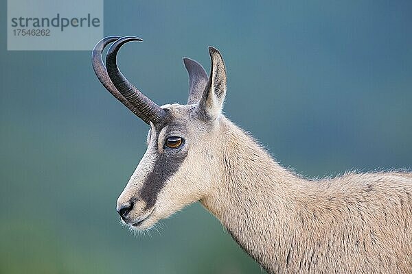 Gämse (Rupicapra rupicapra)  Vogesen  Frankreich  Europa