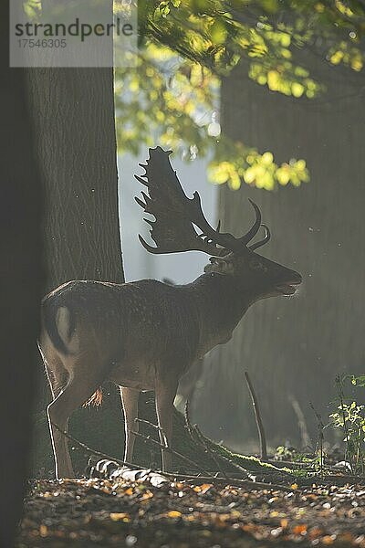 Damhirsch (Dama dama)  Niedersachsen  Deutschland  Europa