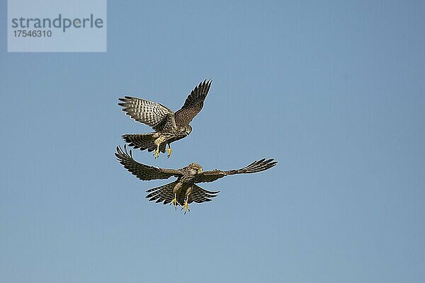 Turmfalke (Falco tinnunculus)  zwei flügge Jungvögel steiten sich in der Luft  Département Haut-Rhin  Elsass  Frankreich  Europa