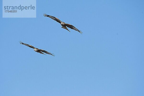 Rotmilan (Milvus milvus)  zwei Vögel im Parallelflug  Jura  Baselland  Schweiz  Europa