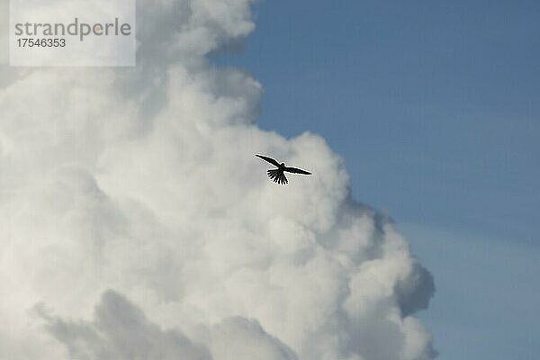 Turmfalke (Falco tinnunculus) Männchen im Flug  Silhouette gegen Wolkenhimmel  Cumuluswolke