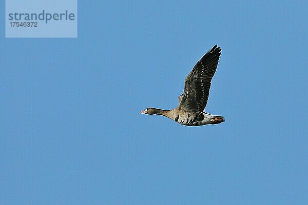 Blässgans (Anser albifrons)  im Flug  Niederrhein  Bieslicher Insel  Nordrhein-Westfalen  Deutschland  Europa