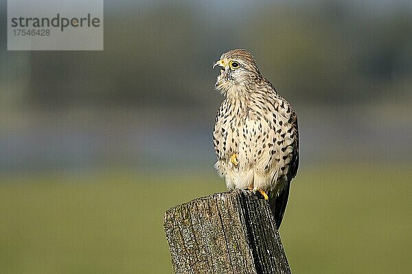 Turmfalke (Falco tinnunculus)  Weibchen  würgend  Dinslaken  Niederrhein  Nordrhein-Westfalen  Deutschland  Europa