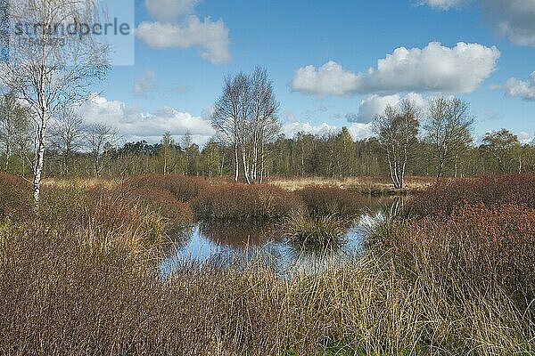 Gagel (Myrica gale) im Moor  Emsland  Niedersachsen  Deutschland  Europa