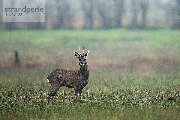 Rehbock (Capreolus capreolus)  Emsland  Niedersachsen  Deutschland  Europa