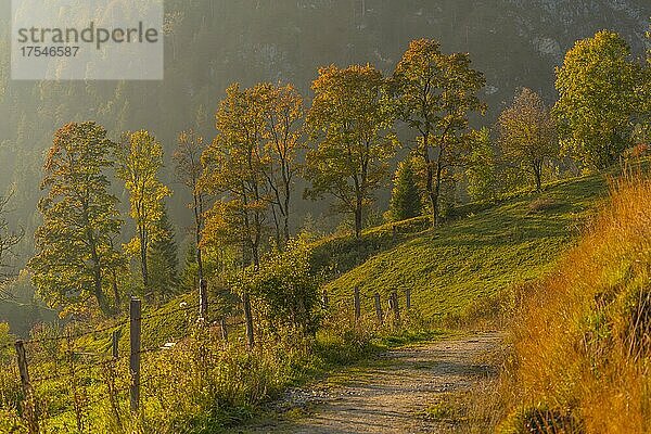 Wanderweg oberhalb des Ortes  Luftkurort Reit im Winkl  Landkreis Traunstein  Oberbayern  Bayern  Deutschland  Europa