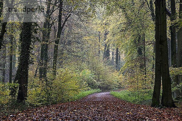 Waldweg im Herbst  Buchenwald  Bottrop  Ruhrgebiet  Nordrhein-Westfalen  Deutschland  Europa