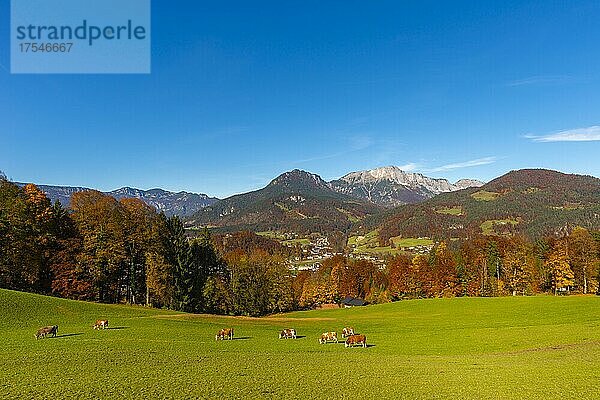 Alm und Kühe im Herbst und Alpenpanorama  Berchtesgaden  Berchtesgadener Land  Oberbayern  Bayern  Deutschland  Europa